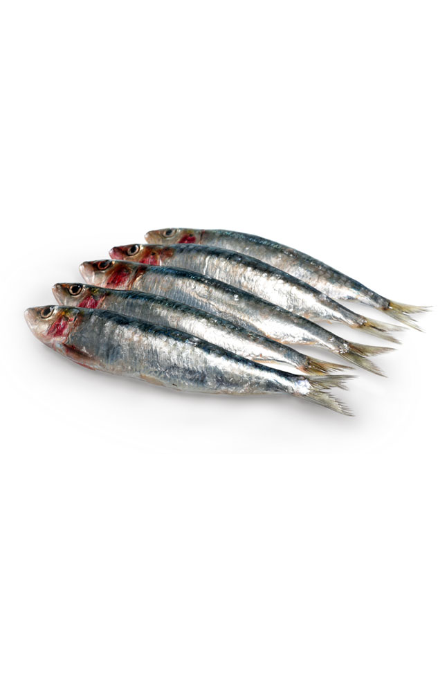Image for Sardines from AuroraESite