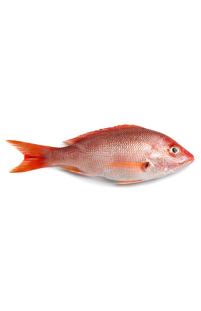 Image for Whole Fresh Red Snapper from AuroraESite