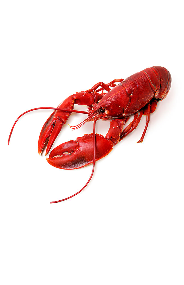 Image for Live Lobster from AuroraESite