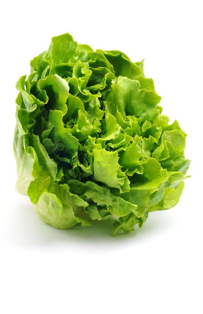 Image for Leaf Lettuce from AuroraESite